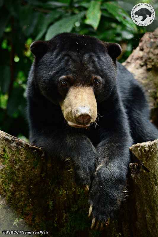 自去年冠病爆发加上行管令的实施，婆罗洲马来熊保育中心在3月至12月期间，足足损失高达100万令吉。
