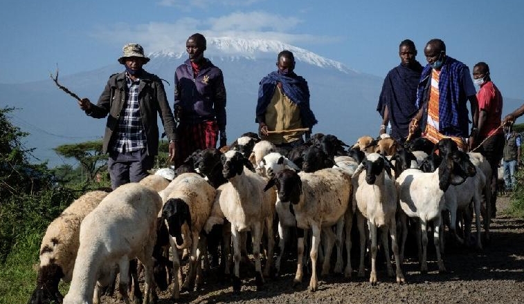 Fenced farming threatens the timeless lifestyle of Masai herders, say local landowners. AFP