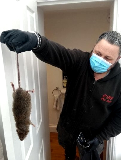 Rat-catcher Colin Sims holds up a brown rat caught at a residential property in southwest London. AFP