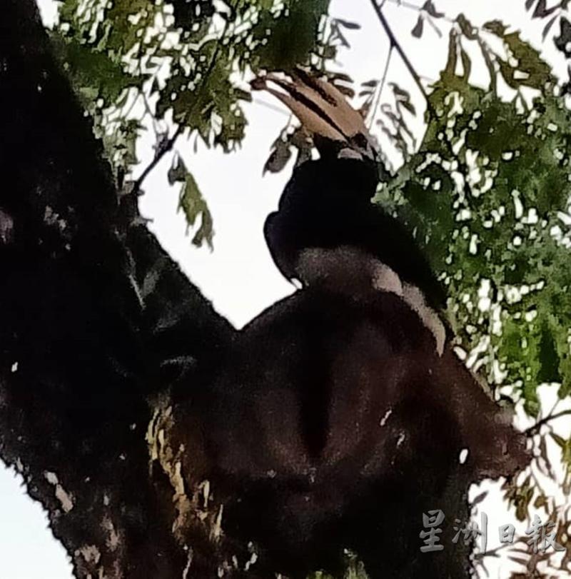 雄犀鳥咀銜食物，準備餵養雌鳥及幼鳥。