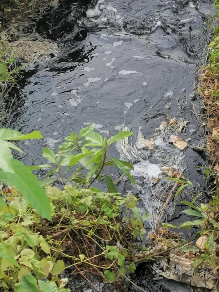 墨黑河水流入甘榜武吉遮拉卡再也，严重干扰居民生活作息和污染环境，威胁村民健康。