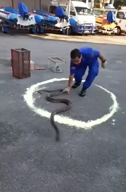 民防部队人员进行一项实验，将蛇放到撒上硫磺的“圈”中，但可见蛇非常迅速的滑出有关的硫磺圈。