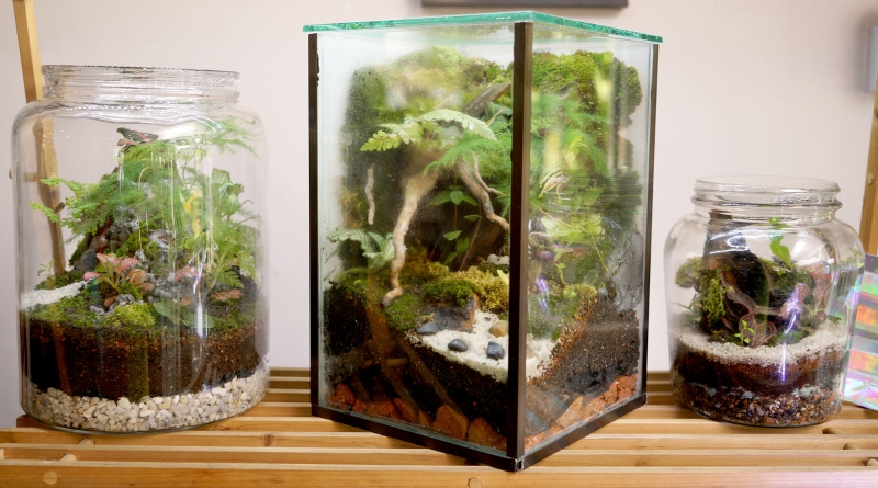 不同形状的缸，都可以打造出不同迷人姿态的小森林风景。