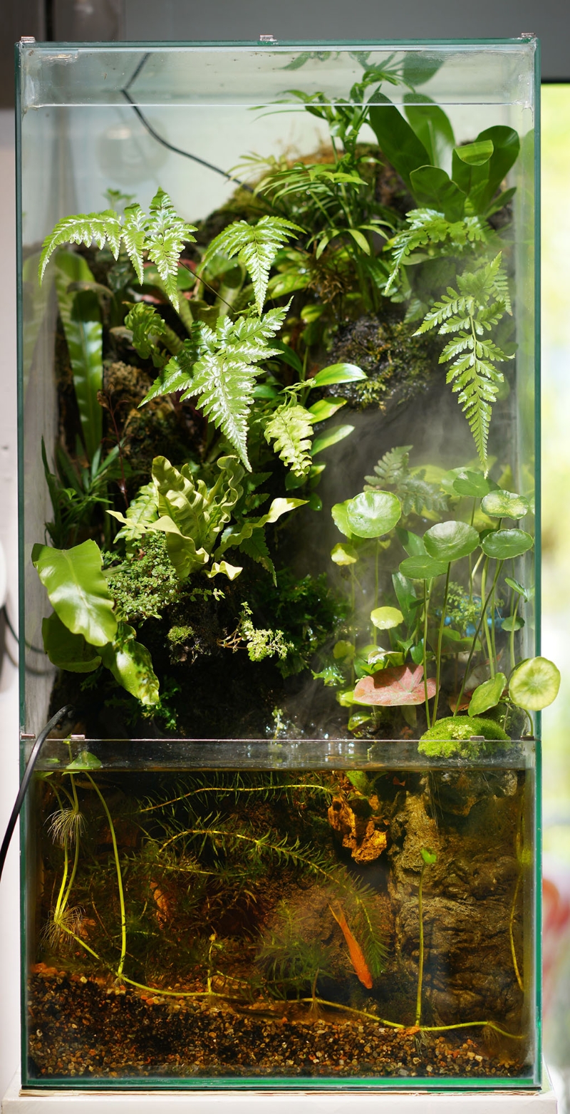 玻璃缸里的热带雨林，生态满盈。