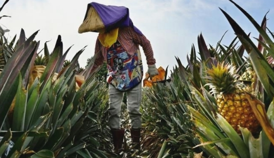While much of Taiwan's pineapple crop is consumed at home, 90% of its overseas shipments head for China. AFP