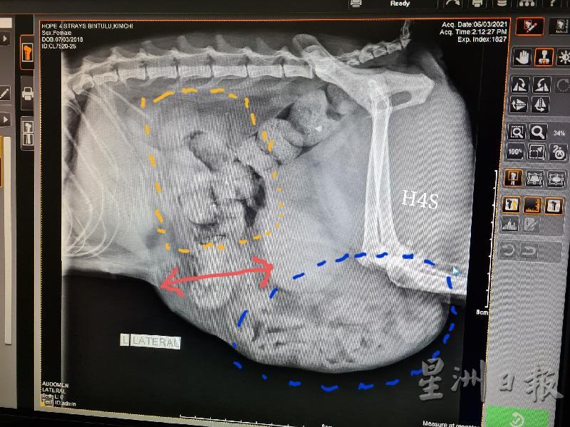 兽医X光扫描诊断猫咪体内没有肿胀而是疝气（Hernia）。