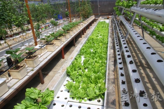 顶楼阳光普照的温室更具优势，蔬菜快速成长，颜色也更为鲜艳。
