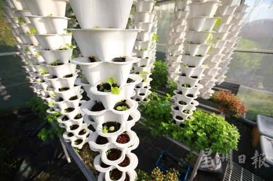 温室水耕模式是一项种植试验，日后可以成为协助单亲妈妈谋生的方案。