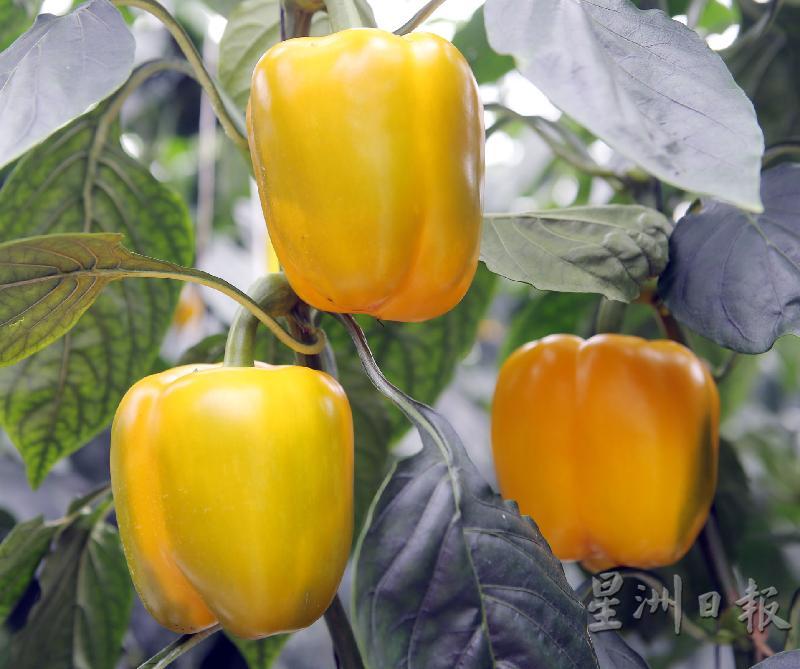 GreenHeart菜园的甜椒，要等到九成熟才采摘，这几个还挂在树上的果实的成熟度还不达园主的要求。外国出口的甜椒只七成熟就要摘下，毕竟运输需要时间。
