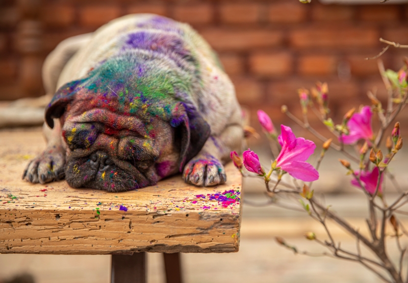 狗狗也被人们涂抹颜料粉，和人们一起变的五颜六色，融入节日气氛。

