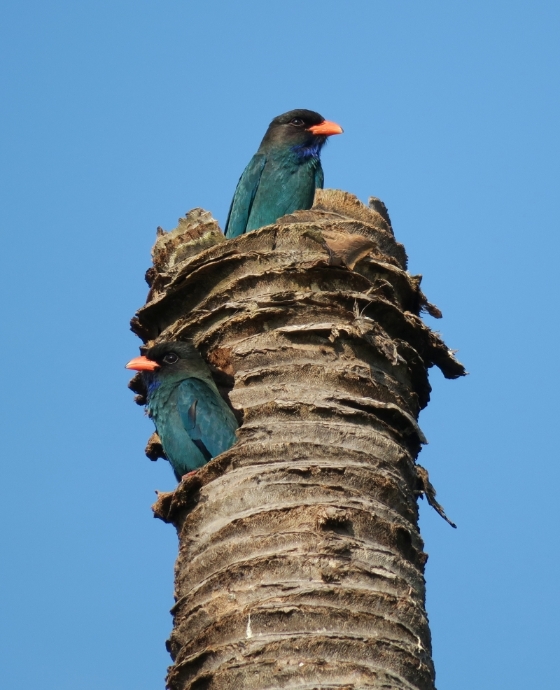 我家附近的三宝鸟（dollar bird）在枯椰干上筑巢。