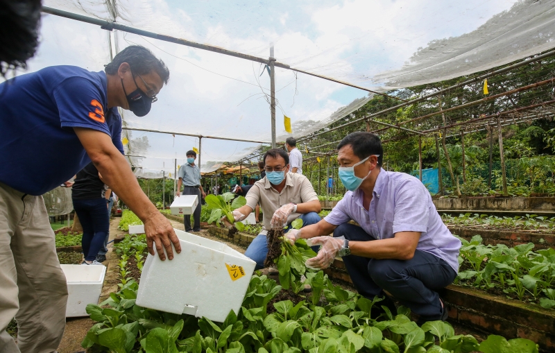  交通部长王乙康（右一）在槟纳格坊的社区花园，与居民一起收割蔬菜。