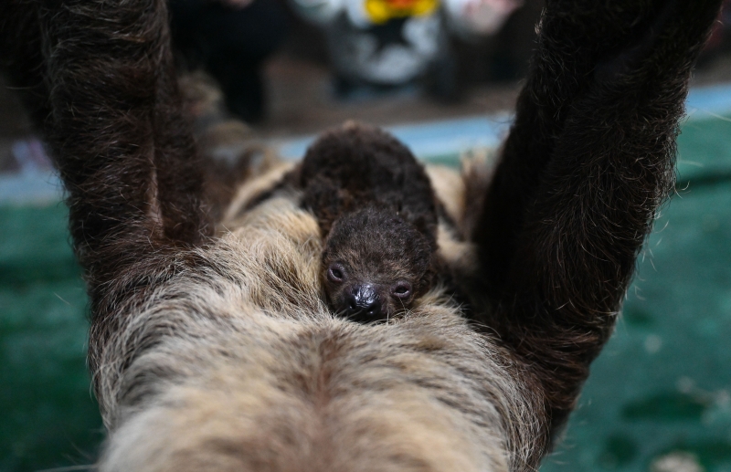 安徽首例人工饲育环境下自然分娩的「懒王」宝宝与大众见面。　　


