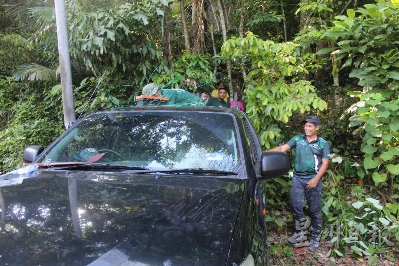 大马半岛野生动物保护及国家公园局工作人员在林茂甘榜小真蓬再捕获3只豹。