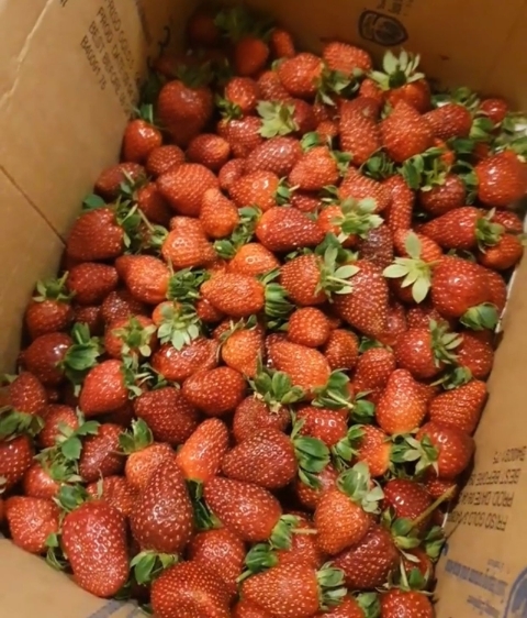 在Cheryl的要求下，果农答应将3公斤草莓装在纸箱。若不是她的坚持，试想想这些草莓会浪费多少塑胶盒！（图片：Cheryl）