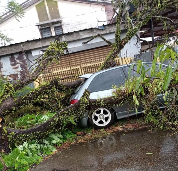 大树被刮倒，导致车子被倒塌的大树压着。
