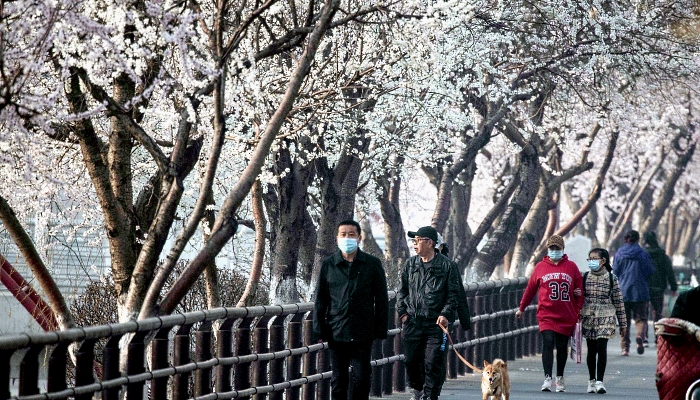 People walk past cherry blossoms in Shenyang in China's northeastern Liaoning province. AFP
