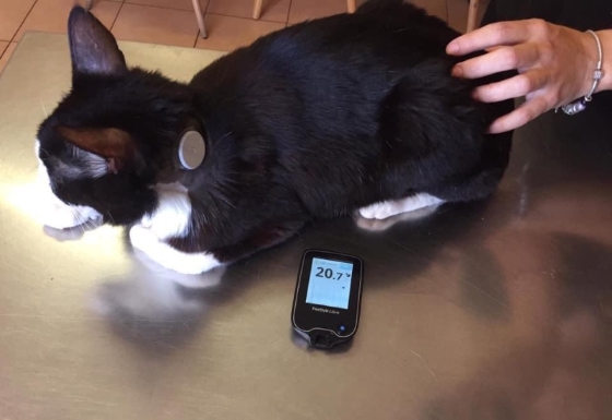 新发明的一次性血糖机传感器，一次佩戴可维持14天，能无痛地随时测量血糖，让饲主与动物都有更好的生活质量。