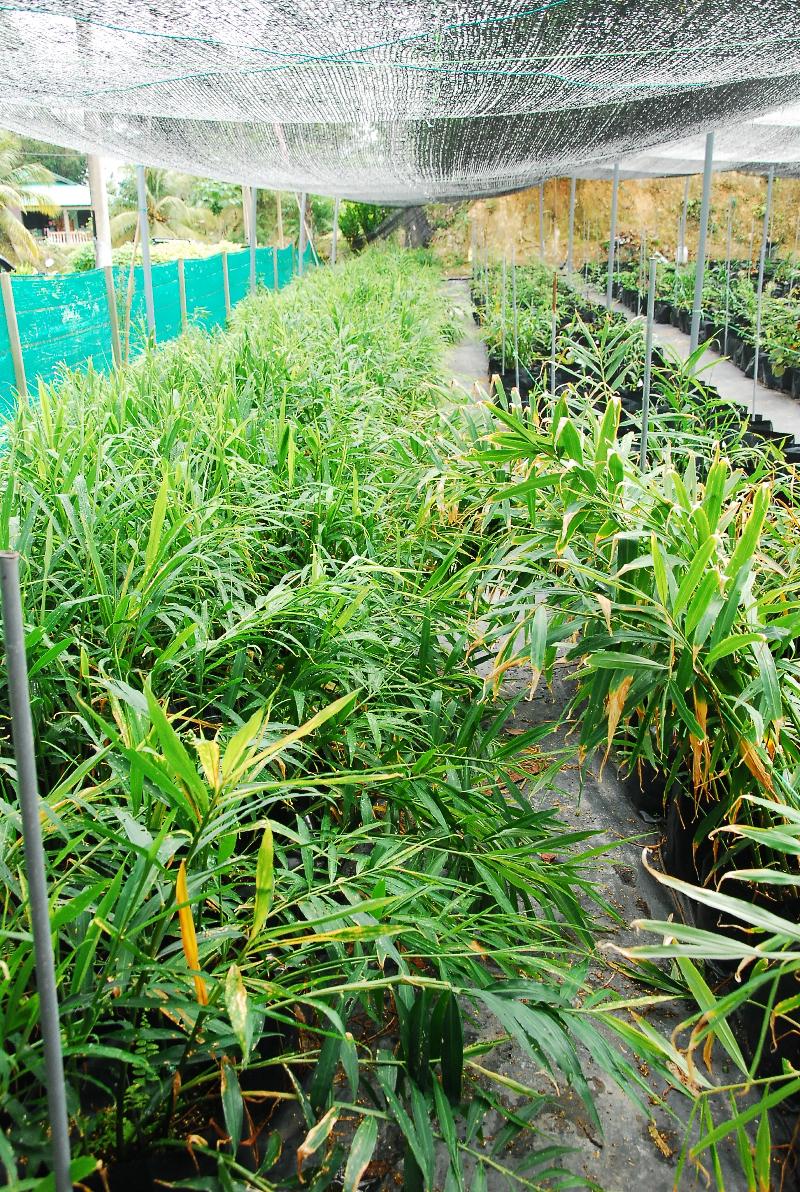 由于仁保县拉惹阿利亚斯1土展区，有一名垦殖民安蓝，于2016年开始种植生姜，并成功为自己增加收入，因此被当局视为模范本，并计划在拉惹阿利亚斯1土展区，鼓励更多垦殖民种姜。