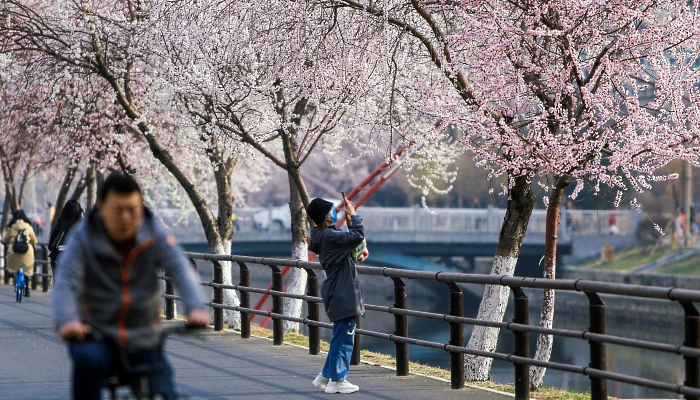 A woman takes pictures of cherry blossoms in Shenyang in China's northeastern Liaoning province. AFP