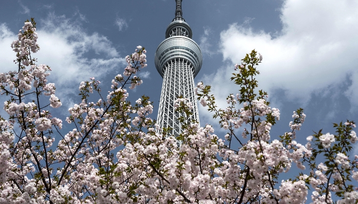 Cherry blossoms with the Tokyo Skytree, Japan's tallest structure at 634 meters in the background, in Tokyo. AFP