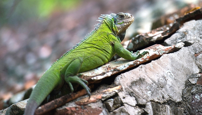 A Lesser Antillean iguana (Iguana delicatissima), a large arboreal lizard endemic to the Lesser Antilles, is seen in its natural habitat in the protected area of the Chancel islet in Le Robert on the French Caribbean island of Martinique. AFP