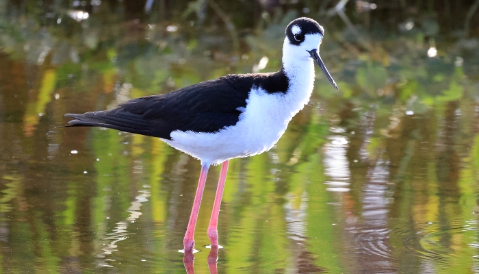 A black-necked stilt is photographed at the Wakodahatchee Wetlands in Delray Beach, Florida. AFP