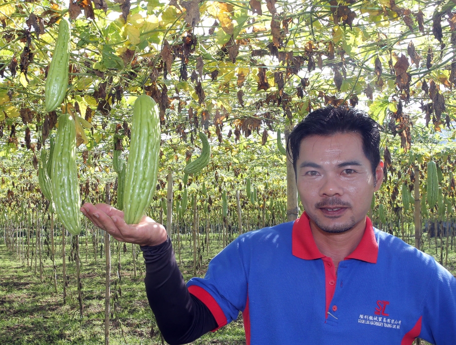 萧畯宏投入农业领域已7年，非常享受农作乐。