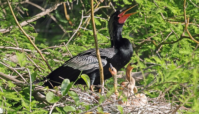 A male anhinga and his babies sit in a tree at the Wakodahatchee Wetlands in Delray Beach, Florida. AFP