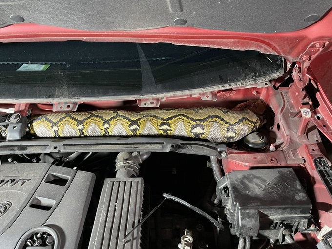 蟒蛇在车里缠绕得很紧，加上身形肥大，很难取出。