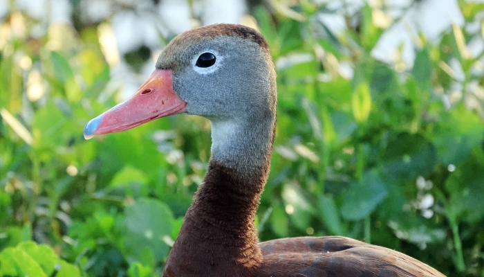 A whistling duck populates the Wakodahatchee Wetlands in Delray Beach, Florida. AFP