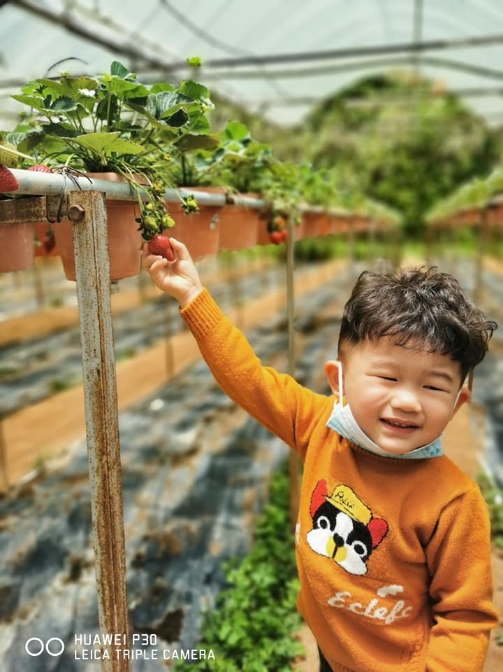 小孩伸手摘草莓,笑逐颜开。