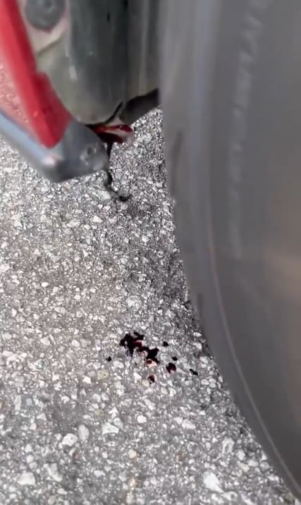 女子发现车头渗出少量血液，甚至还有苍蝇在围绕。