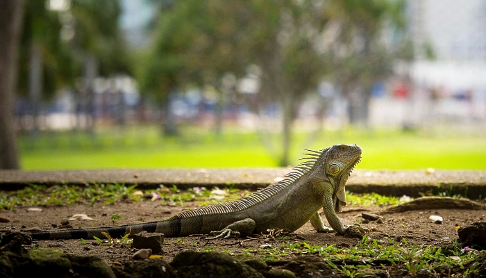 A green iguana in the city center of Fort-de-France, on the French Caribbean island of Martinique. AFP