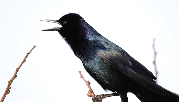 A grackle sits on a branch at the Green Cay Nature Center and Wetlands in Boynton Beach, Florida. AFP
