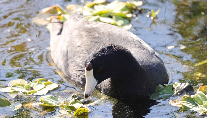 An American coot swims at the Wakodahatchee Wetlands in Delray Beach, Florida. AFP