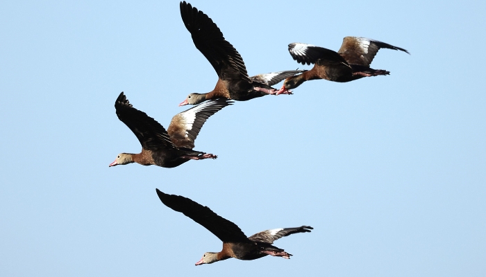 Whistling ducks fly over the Wakodahatchee Wetlands in Delray Beach, Florida. AFP