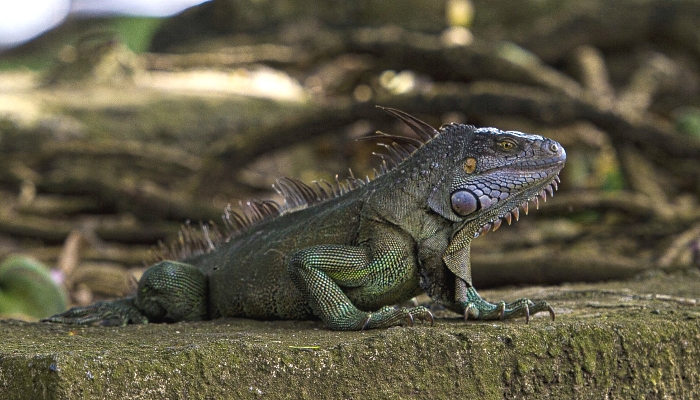 A green iguana is seen in the city center of Fort-de-France on the French Caribbean island of Martinique.  AFP