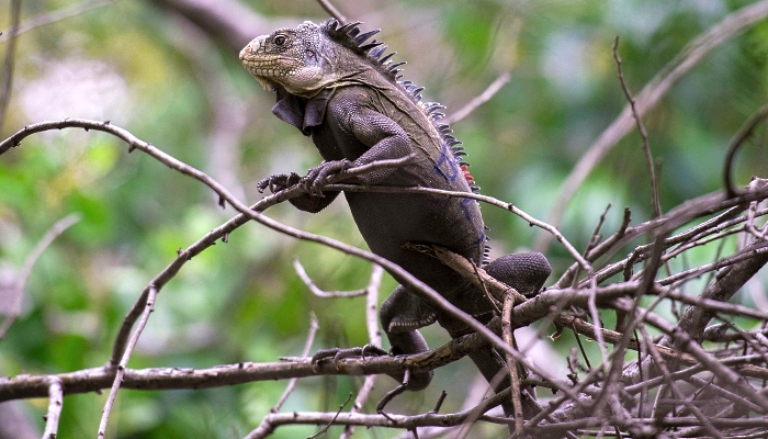 A Lesser Antillean iguana (Iguana delicatissima), a large arboreal lizard endemic to the Lesser Antilles, is seen in its natural habitat in the protected area of the Chancel islet in Le Robert on the French Caribbean island of Martinique. AFP