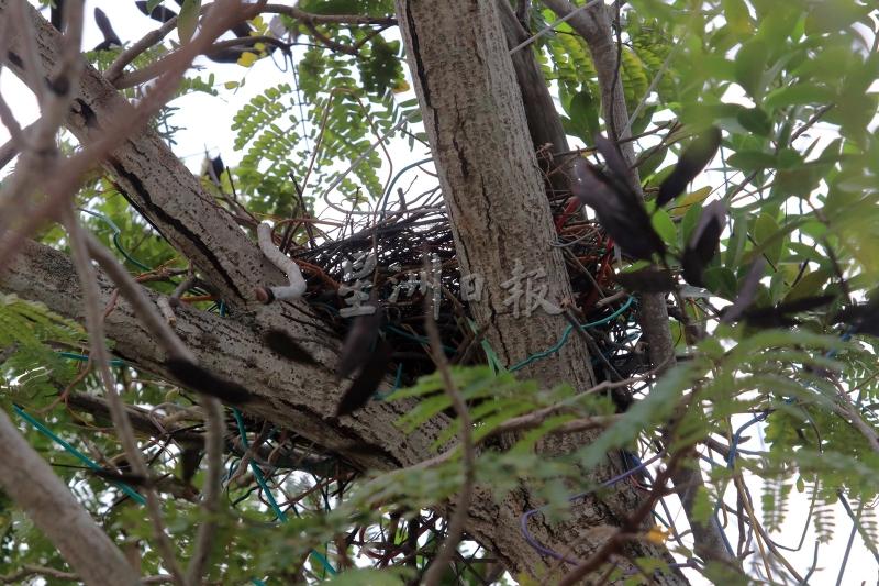 乌鸦经常叼走居民家中的铁衣架来筑巢。（档案照）