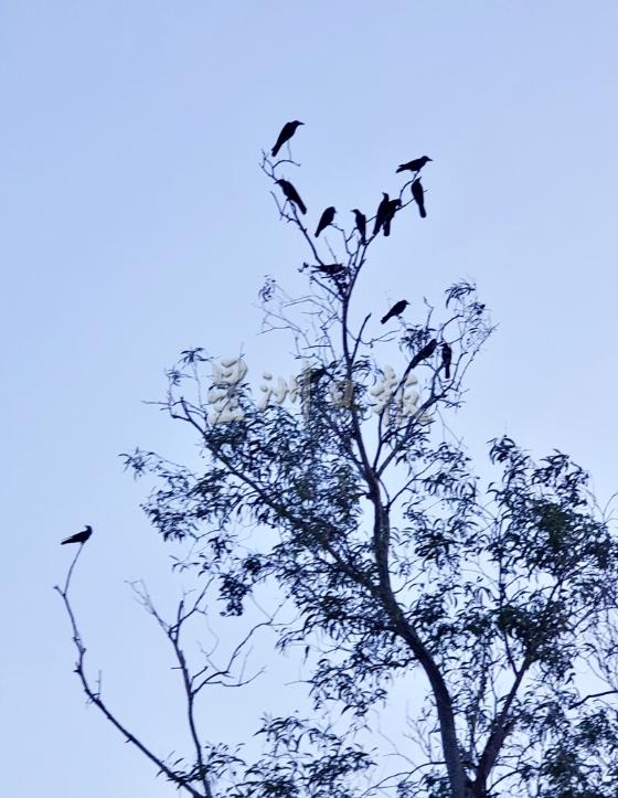 图为十余只乌鸦在雨后伫立于枝头上。
