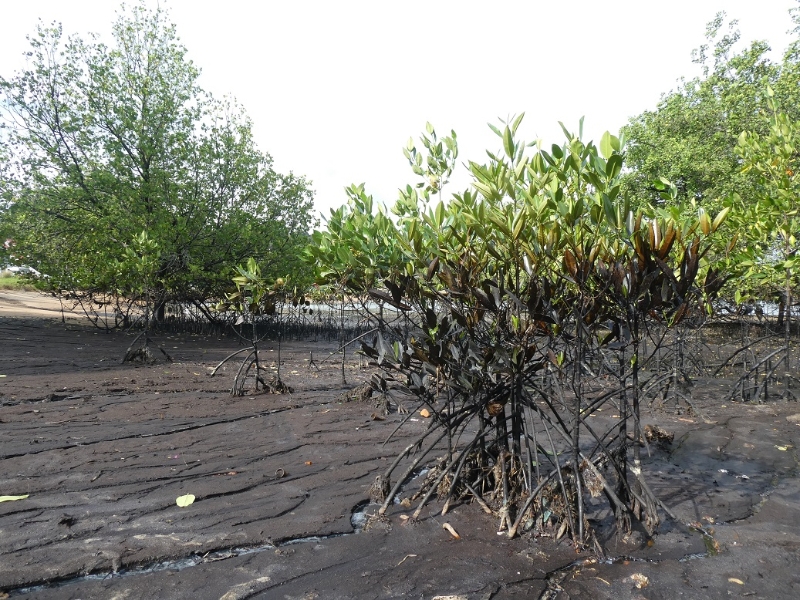 油污污染事件发生时，海边的小红树还绿绿的，但如今不少小红树都已经枯死。