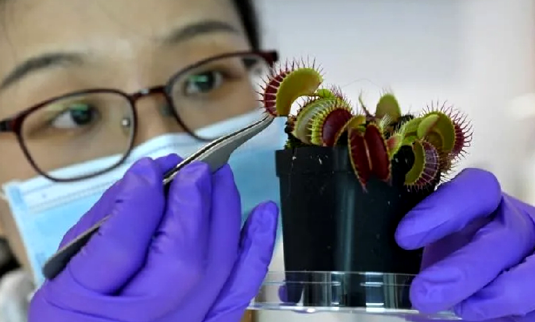Researchers in Singapore linked up plants to electrodes, using the technology to trigger a Venus flytrap to snap its jaws shut at the push of a button on a smartphone app. AFP