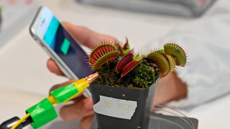 Luo Yifei, PhD student at Nanyang Technological University's (NTU) School of Materials Science and Engineering, testing an electrode on the surface of a Venus flytrap plant at a laboratory in Singapore, as scientists develop a high-tech system for communicating with vegetation. AFP