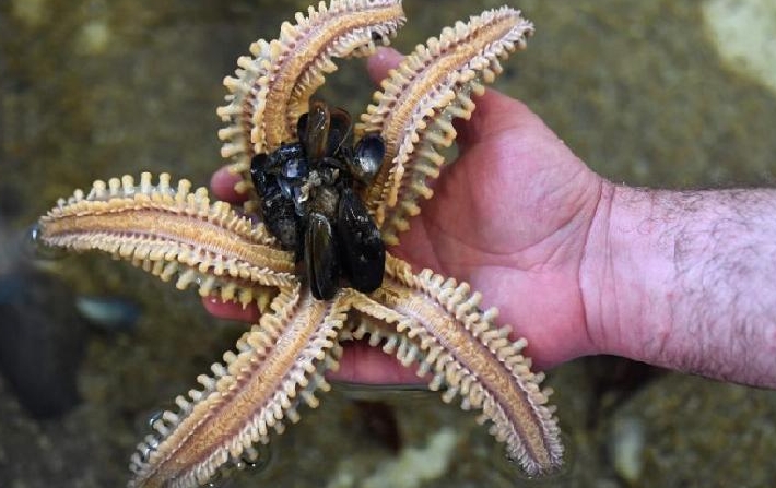 The tropics have long harbored an outsized proportion of marine life. AFP