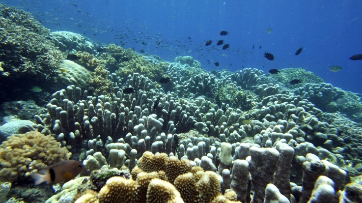 Marine life in tropical waters declines when annual average sea temperature rises above 20-25 degrees Celsius.