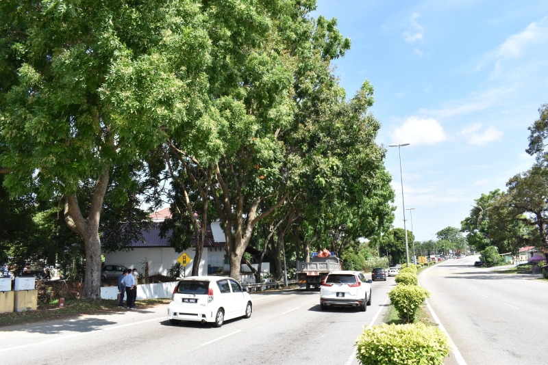 AMJ大道晋巷通往丹绒米雅交通灯前路旁一排大约七八棵大树非常茂盛，部份树杆甚至延伸到一半车道，威胁公路使用者。