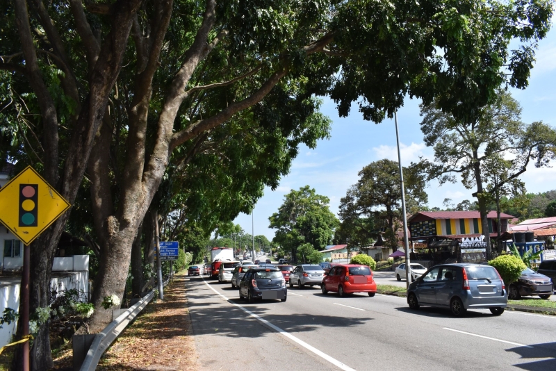 AMJ大道晋巷通往丹绒米雅交通灯的路段交通繁忙，过于茂盛的大树确实有威胁公路使用者的隐忧。
