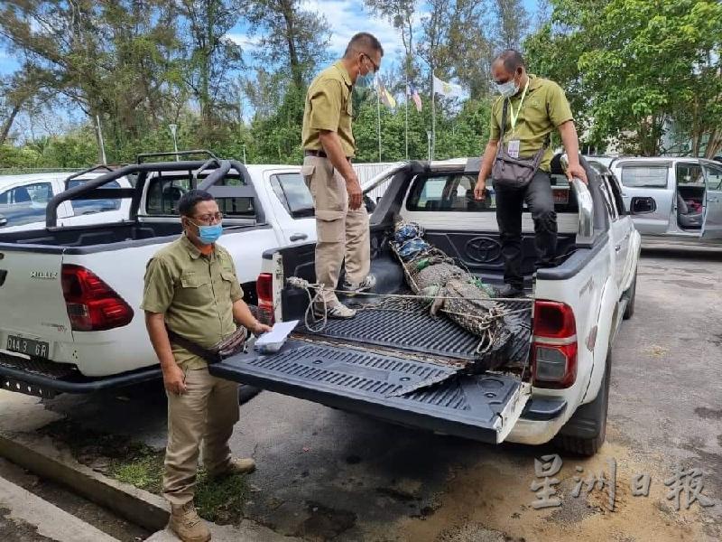 砂林业机构野生动物行动团队准备把逾9尺长的鳄鱼载至美里鳄鱼园。