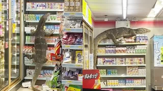 逾3尺长的蜥蜴（俗称四脚蛇）闯入曼谷一家便利店，被发现后慌不择路逃窜，居然爬上货贺居高临下对人吐信，吓得店员与客户尖叫连连。